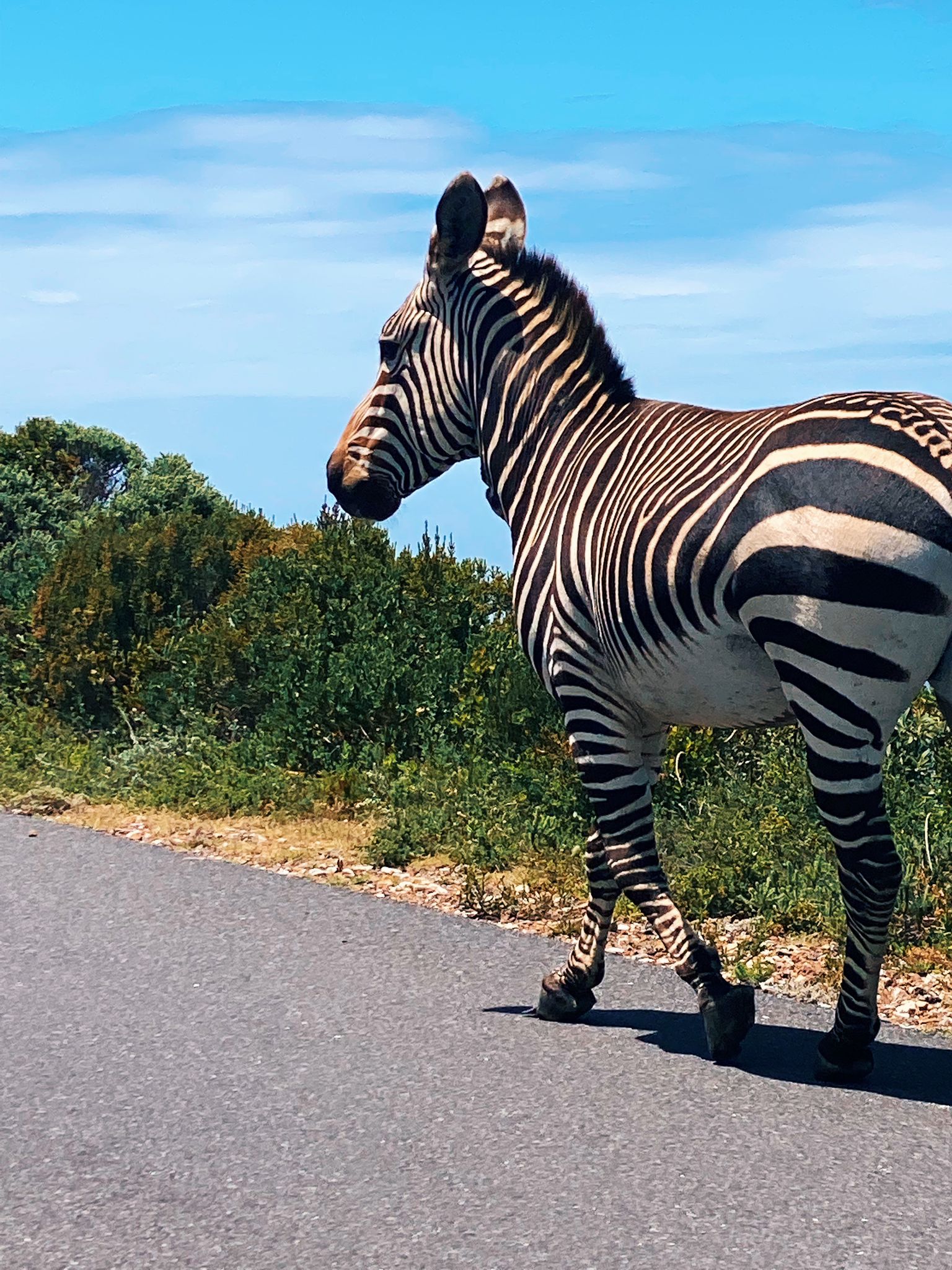 Wild Life - Animal 19